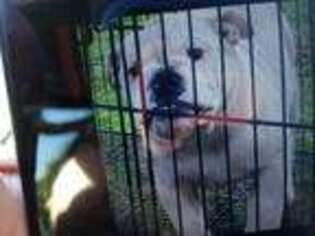 Bulldog Puppy for sale in Parsons, TN, USA