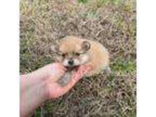 Pomeranian Puppy for sale in Trion, GA, USA