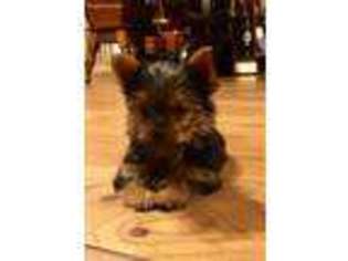 Yorkshire Terrier Puppy for sale in Sassamansville, PA, USA