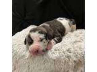 Great Dane Puppy for sale in Chino Hills, CA, USA