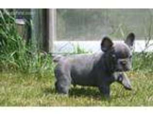 French Bulldog Puppy for sale in Lynn, AL, USA