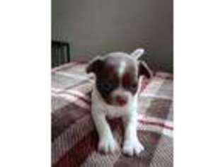 Chihuahua Puppy for sale in Port Richey, FL, USA