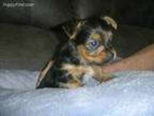 Yorkshire Terrier Puppy for sale in Winston, GA, USA