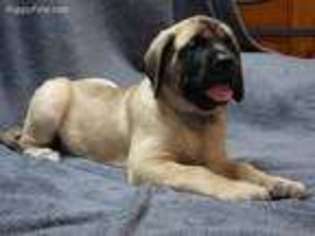 Mastiff Puppy for sale in Pittsburgh, PA, USA
