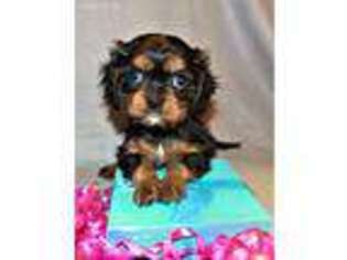 Cavalier King Charles Spaniel Puppy for sale in Celina, TN, USA