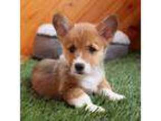 Pembroke Welsh Corgi Puppy for sale in Baltic, OH, USA