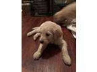 Goldendoodle Puppy for sale in Virginia Beach, VA, USA