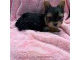 Yorkshire Terrier Puppy for sale in Lake City, FL, USA