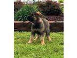 German Shepherd Dog Puppy for sale in Stockton, MO, USA