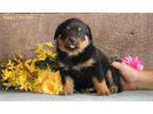 Rottweiler Puppy for sale in Paradise, PA, USA