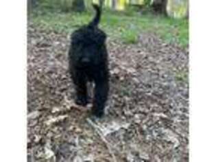 Goldendoodle Puppy for sale in Highlands, NC, USA