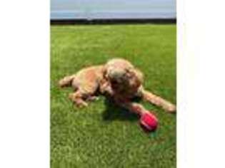 Mutt Puppy for sale in PLACENTIA, CA, USA