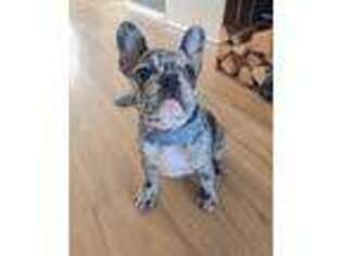 French Bulldog Puppy for sale in Van Alstyne, TX, USA