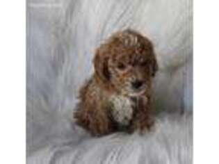 Shih-Poo Puppy for sale in Clifton, KS, USA