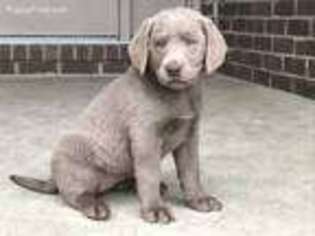 Labrador Retriever Puppy for sale in West Manchester, OH, USA