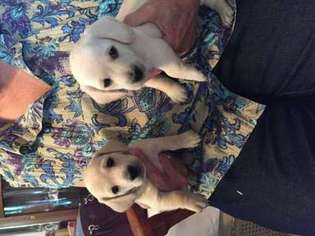 Dachshund Puppy for sale in Eldorado, WI, USA