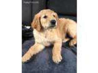 Goldendoodle Puppy for sale in Hedrick, IA, USA