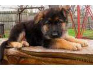 German Shepherd Dog Puppy for sale in La Grange, MO, USA