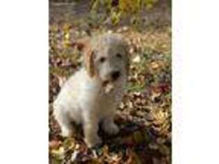 Goldendoodle Puppy for sale in South Boston, VA, USA