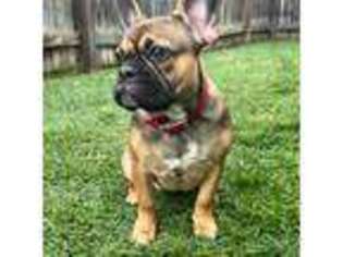 French Bulldog Puppy for sale in Fort Collins, CO, USA