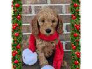 Goldendoodle Puppy for sale in Fenton, MI, USA