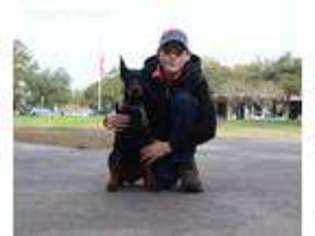 Doberman Pinscher Puppy for sale in Livingston, TX, USA