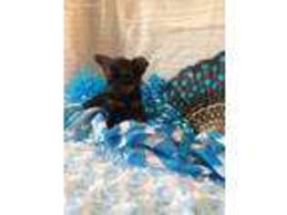 Yorkshire Terrier Puppy for sale in Coweta, OK, USA