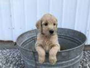 Goldendoodle Puppy for sale in Fort Recovery, OH, USA