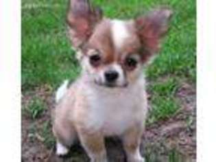 Chihuahua Puppy for sale in Elkhart Lake, WI, USA