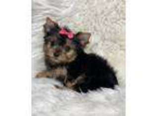Yorkshire Terrier Puppy for sale in Lucerne Valley, CA, USA
