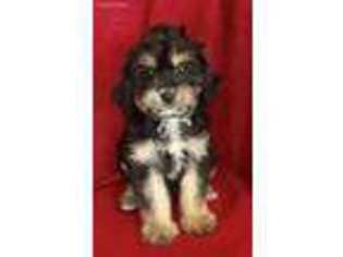 Cavachon Puppy for sale in Petersburg, OH, USA