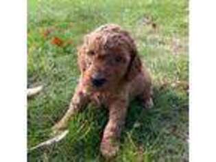 Goldendoodle Puppy for sale in Dracut, MA, USA