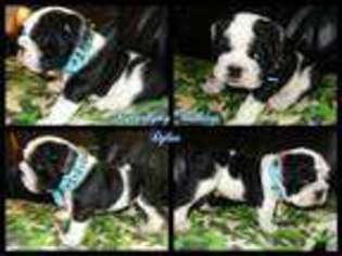 Bulldog Puppy for sale in ELKHORN, NE, USA