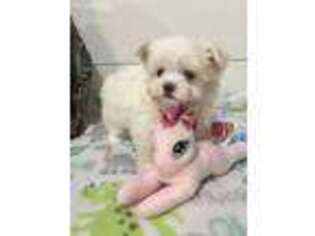 Maltese Puppy for sale in Saint Elizabeth, MO, USA