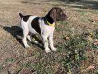 German Shorthaired Pointer Puppy for sale in Bandera, TX, USA