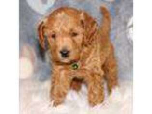 Goldendoodle Puppy for sale in Navarre, OH, USA