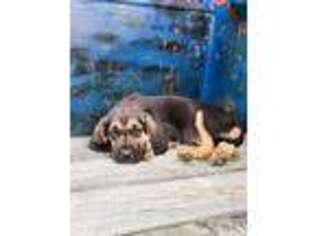 Bloodhound Puppy for sale in Centerville, TN, USA