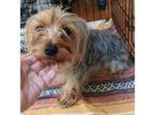 Yorkshire Terrier Puppy for sale in Houston, DE, USA