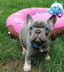 French Bulldog Puppy for sale in Kankakee, IL, USA