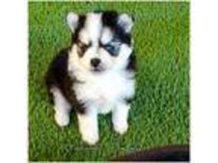 Siberian Husky Puppy for sale in South Bend, IN, USA