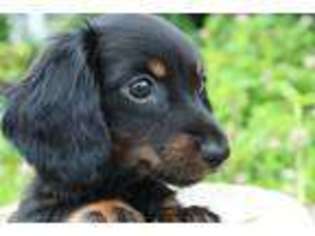 Dachshund Puppy for sale in Muskogee, OK, USA