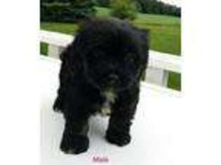 Havanese Puppy for sale in Osseo, MI, USA