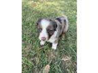 Medium Photo #1 Australian Shepherd Puppy For Sale in Pittsfield, IL, USA