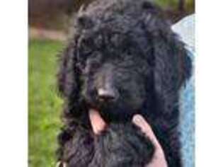 Labradoodle Puppy for sale in New Columbia, PA, USA