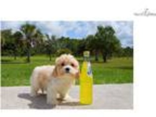 Cavachon Puppy for sale in Orlando, FL, USA