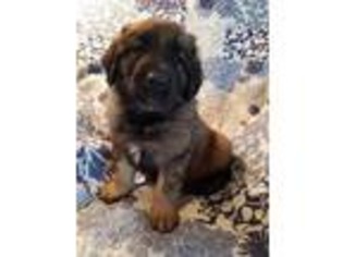 Leonberger Puppy for sale in Park Valley, UT, USA