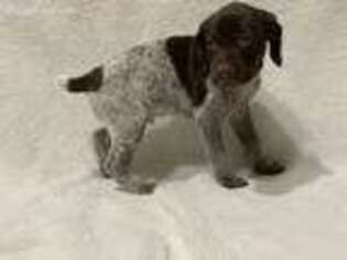 German Shorthaired Pointer Puppy for sale in Oroville, CA, USA