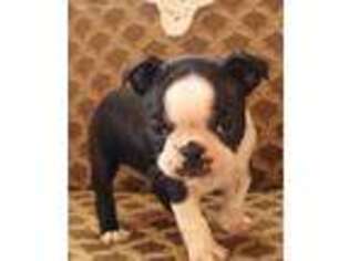 Boston Terrier Puppy for sale in New Holland, PA, USA