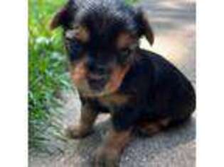 Yorkshire Terrier Puppy for sale in Ludington, MI, USA