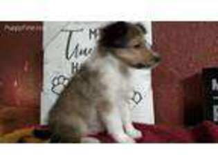 Shetland Sheepdog Puppy for sale in Englewood, OH, USA